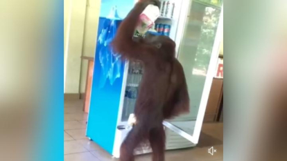 Kepanasan, Orangutan di Sabah Masuk Kafe dan Ambil Minuman di Kulkas