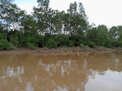 Gawat, PLTU Parit 21 di Tembilahan Diduga Gunakan Kayu Mangrove untuk Bahan Bakar, Ini yang Terjadi di Lapangan