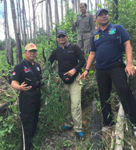 Busyet, Polda Riau Temukan Ladang Ganja di Kawasan Okura, Rumbai Pesisir
