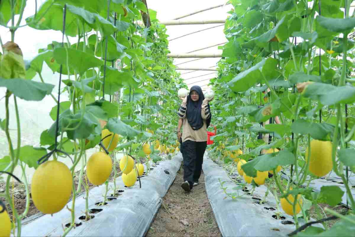 Hasilkan Tiga Ton Melon Sekali Panen, Kebun di Siak Ini Buka Wisata Petik Buah