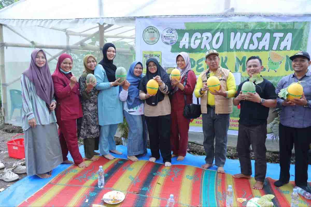 Modal Ratusan Juta BUMkam Buantan Besar Siak Sukses Kembangkan Bisnis Green House Melon