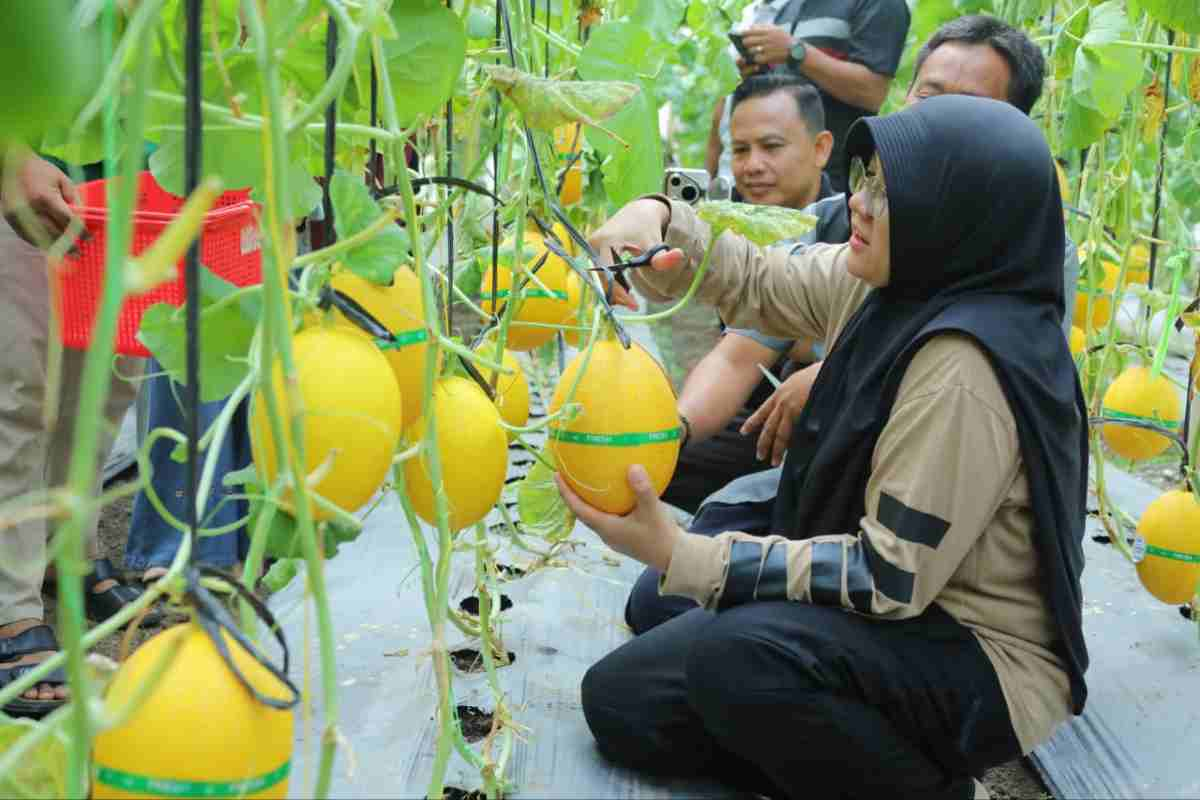 Bupati Afni Bangga Dana Desa Buantan Besar Sukses Tambah PAD Lewat Panen Melon