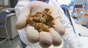 GoRiau Dahsyat, Buah Ini Diklaim Mampu Bunuh Virus Kanker Hanya dalam Beberapa Menit