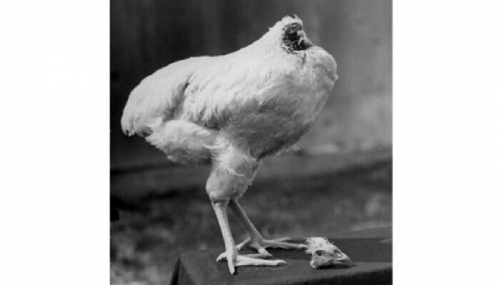 Ajaib, Ayam Tanpa Kepala Bertahan Hidup 18 Bulan, Tetap Bisa Berlari dan Menendang