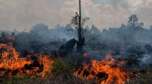 GoRiau BNPB: 80 Persen Lahan Terbakar Jadi Kebun