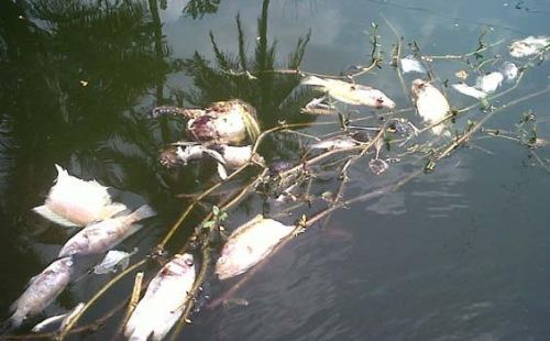 Penyebab Matinya Ribuan Ikan di Sungai Kampar, BLH Pelalawan: Masih Menunggu Hasil Uji Laboratorium