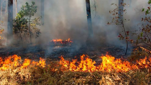 Awalnya Hanya Bakar Semak Belukar, Warga Rupat Ditahan Polisi karena Api Meluas Lahap 20 Hektar Lahan