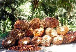GoRiau Akibat Asap, Petani Sawit Riau Rugi Rp 372 Miliar