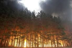Waduh! Tak Habis-habis, di Riau Selalu Terjadi Kebakaran Lahan