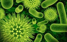 Ditemukan di Utara Australia, Bakteri Ini Telah Membunuh Puluhan Ribu Orang Setiap Tahun