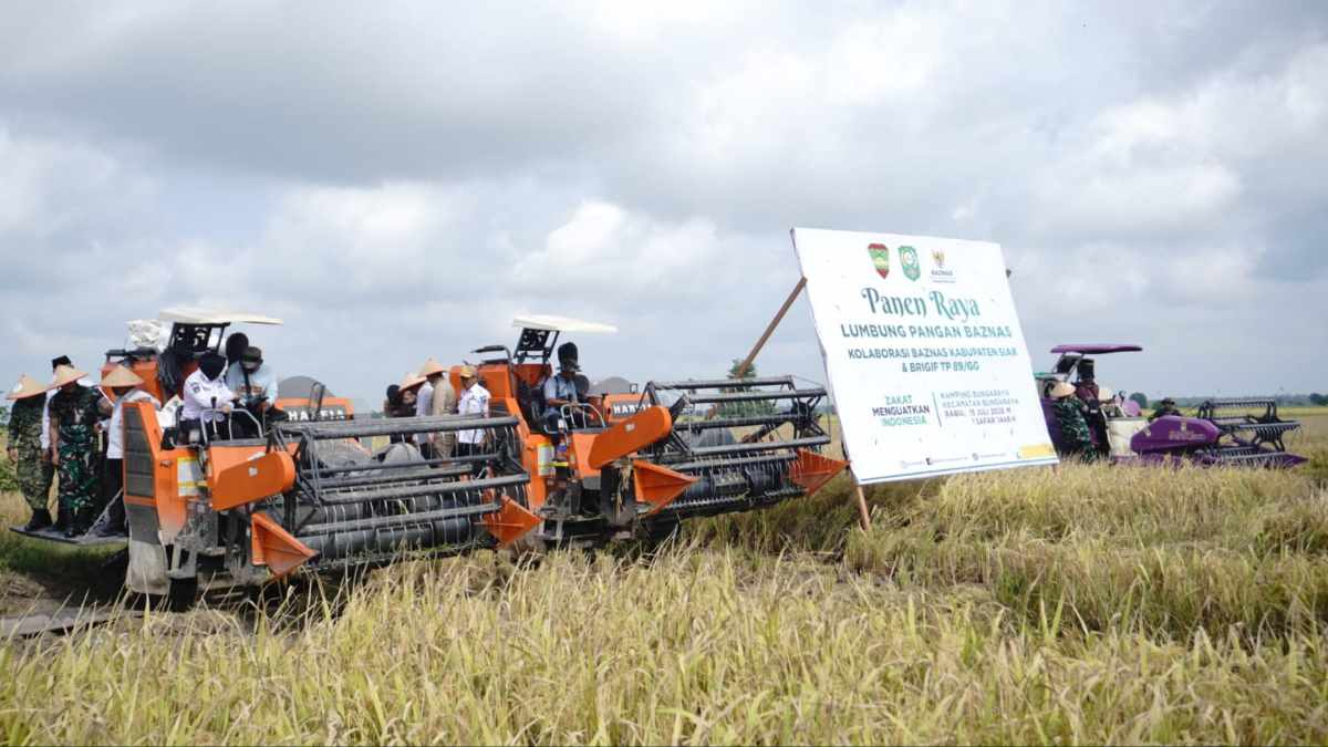 Zakat Produktif Baznas Siak Sukses Hasilkan 7,1 Ton Gabah di Bungaraya