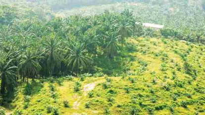 KLHK Tegaskan Tidak Ada Pemutihan Sawit dalam Kawasan Hutan, Bambang: Tetap Berstatus Hutan