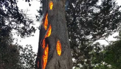 Ajaib, Api Membara dalam Batang Pohon Besar di Hutan California Utara, Ini Penampakannya