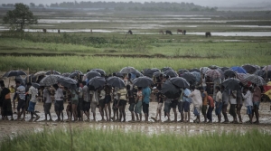 GoRiau Memilukan, Seorang Wanita dan 3 Bocah Rohingya Tewas Diinjak Gajah Liar di Pengungsian