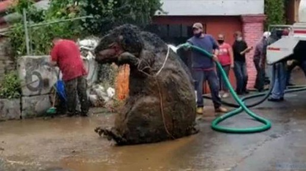 Petugas Kebersihan Temukan Tikus Raksasa, Sebesar Manusia Dewasa, Ini Penampakannya Saat Dimandikan