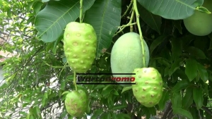 GoRiau Ajaib, Pohon Mangga Berbuah Mengkudu di Probolinggo, Ini Penampakannya