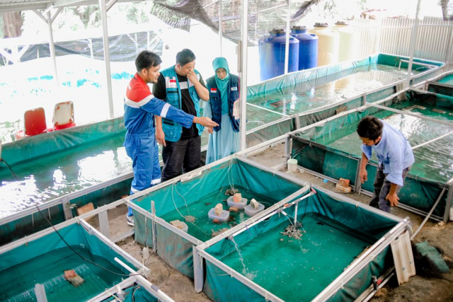 Pendampingan CSR Pertagas di Siak Sukses Kembangkan Budidaya Udang Lobster Air Tawar