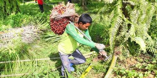 Diduga Hasut Warga Curi Sawit, Bupati Rohul Achmad Diperiksa Polisi