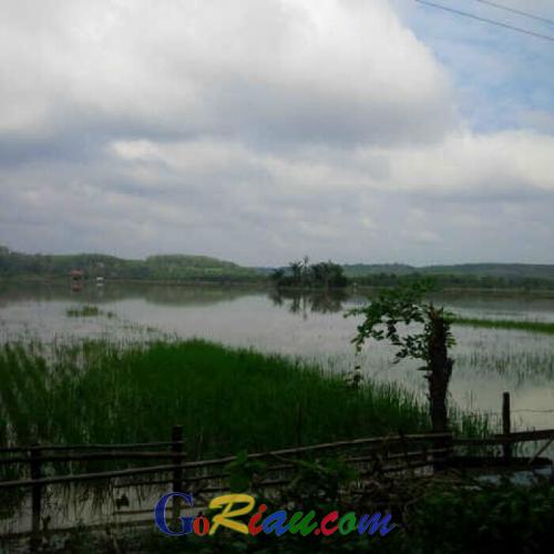 Akibat Banjir, 2.481 Hektare Sawah Gagal Panen di Riau