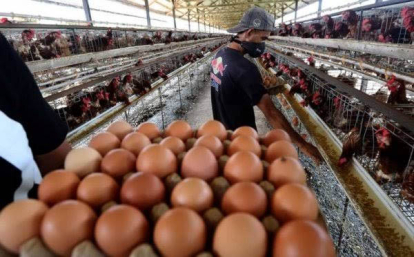 GoRiau Cegah Inflasi, Pemko Pekanbaru Akan Beli Langsung Hasil Panen Pangan ke Petani Sumbar