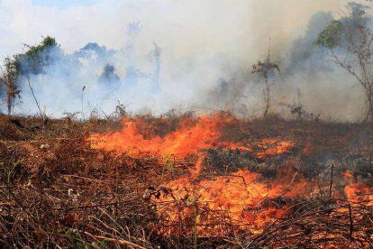 GoRiau 29 Hektare Lahan Terbakar di Pekanbaru Sepanjang Awal Tahun