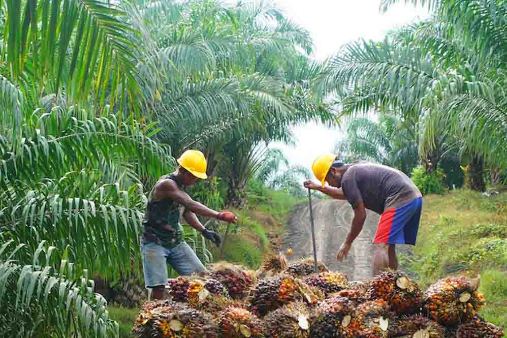 Tarif Ekspor CPO Naik 12,5 Persen Harga TBS Petani Terancam Anjlok