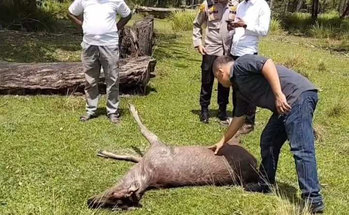 Rusa di Penangkaran Taman Tengku Agung Siak Hilang Dicuri Tengah Malam