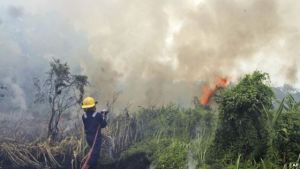 GoRiau KLH Nilai Kebakaran Hutan Masih Sulit Diatasi