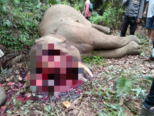 Gajah Sumatera Mati dengan Wajah Ditebas, BBKSDA Riau Gandeng Penegak Hukum Lakukan Penyelidikan