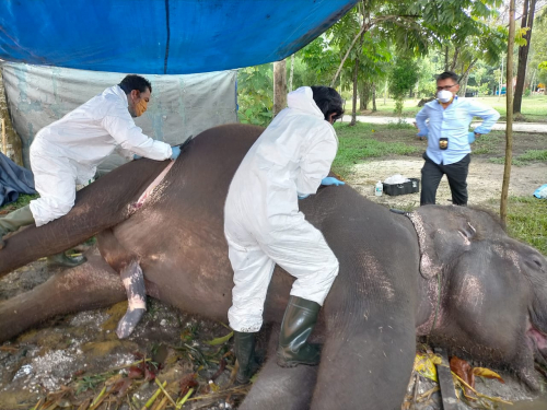 Radang Pencernaan Kronis, Gajah Sumatera di Kasang Kulim Mati