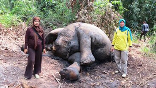 Si Puntung Petarung Hebat di Duri Ini Genap 4 Tahun Mati, Namanya Tetap Abadi