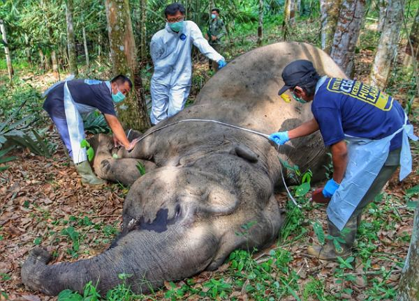 Gajah Betina Berusia 45 Tahun Ditemukan Mati di Desa Lubuk Kembang Pelalawan