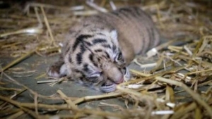GoRiau 4 Anak Harimau Mati di Kebun Binatang Bukittinggi
