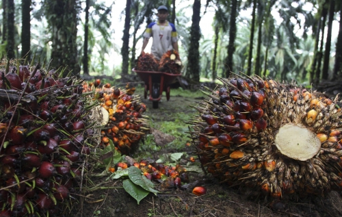 Berikut Harga Kelapa Sawit di Riau Minggu Ini