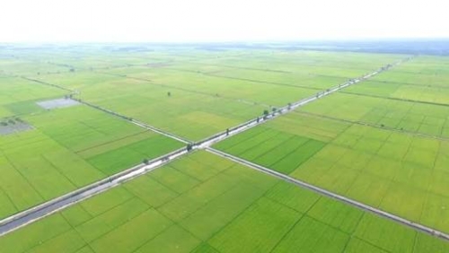 Sawit Tak Lagi Menjanjikan, 500 Hektar Lahan di Kandis Mulai Ditanami Padi