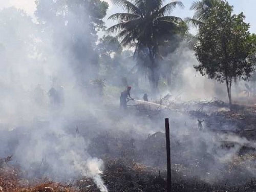 Cuaca Panas, 40 Hektare Lahan di Kubu Rohil Terbakar