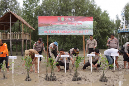 1.000 Mangrove Ditanam di Pantai Tanjung Motong Kepulauan Meranti