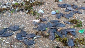 GoRiau Ribuan Ikan dengan Tulang Retak dan Mata Copot Terdampar, Warga Ambon Ketakutan Bakal Datang Tsunami