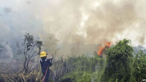 Kebakaran Hutan Terus Terjadi di Riau dan Beberapa Daerah Karena Adanya Pembiaran