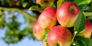 GoRiau Rutin Konsumsi Buah yang Mudah Didapat Ini Bisa Cegah Penuaan Dini, Sakit Jantung dan . . . .