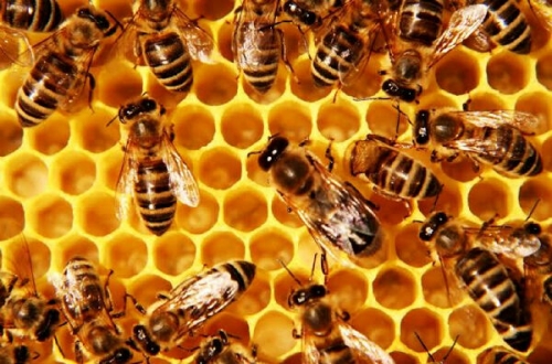 Madu Lebah Bisa Muluskan dan Kilaukan Wajah, Begini Cara Menggunakannya