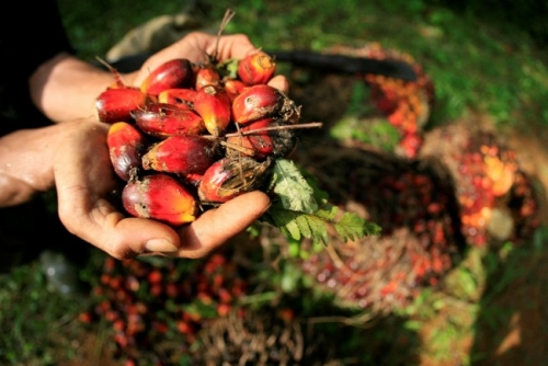 Manfaatkan Balai Riset, Riau akan Kembangkan Produk Turunan Sawit