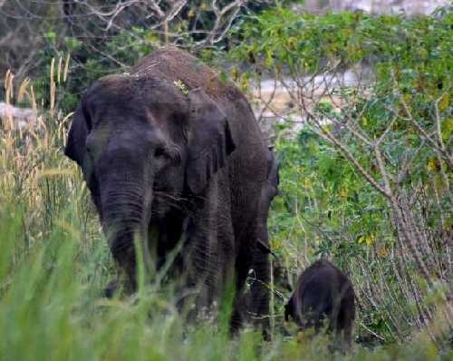 Gajah Liar Sumatera yang Terancam Punah Melahirkan di Habitat Suaka Margasatwa Balai Raja Riau