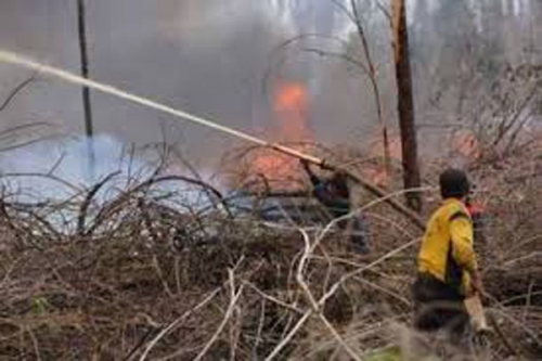 Meningkat, Kebakaran Lahan di Riau Sudah Mencapai 124 Hektare