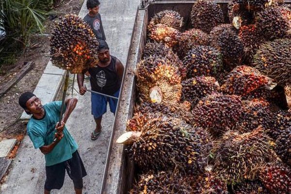 Disbun Riau Rilis Harga Sawit, Ini Daftar Lengkapnya