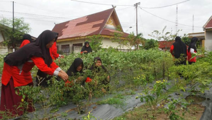 GoRiau Disketapang Pekanbaru Cek Kesiapan KWT Indrayani Terima Program Penanganan Daerah Rentan Kerawanan Pangan