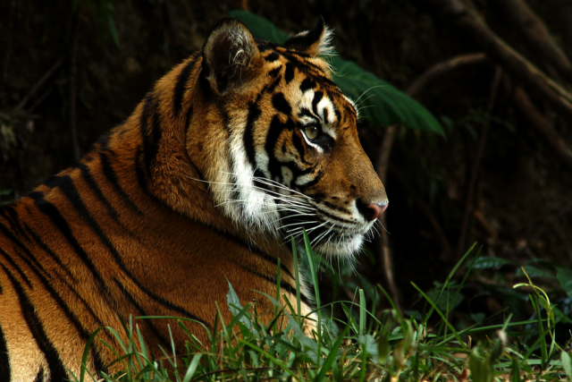 Harimau Terkam 2 Kerbau Siang Hari di Pemukiman Warga di Agam