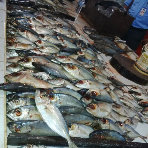 Sidak Pasar Terubuk, Disperindag Bengkalis Temukan Ikan Tak Layak Konsumsi Dipajang di Lapak