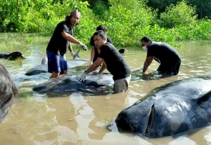 GoRiau 10 dari 32 Ikan Paus Pilot yang Terdampar di Probolinggo Mati