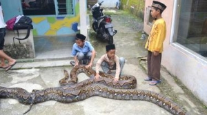 GoRiau 10 Ular Piton Raksasa Jadi Teman Bermain Bocah-bocah Santri TPQ di Kebumen
